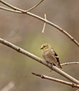 American Goldfinch (Carduelis tristis)