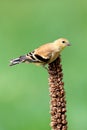 American Goldfinch (Carduelis tristis)