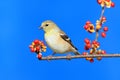 American Goldfinch (Carduelis tristis) Royalty Free Stock Photo