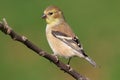 American Goldfinch (Carduelis tristis)