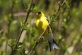 American Goldfinch -Carduelis tristis Royalty Free Stock Photo