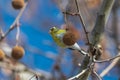 American Goldfinch Eating Sycamore Tree Seeds Royalty Free Stock Photo