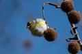 American Goldfinch Eating Sycamore Tree Seeds