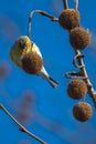 American Goldfinch Eating Sycamore Tree Seeds Royalty Free Stock Photo