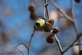 American Goldfinch Eating Sycamore Tree Seeds Royalty Free Stock Photo