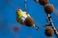 American Goldfinch Eating Sycamore Tree Seeds Royalty Free Stock Photo