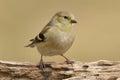 American Goldfinch (Carduelis tristis)