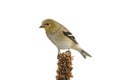 American Goldfinch (Carduelis tristis)