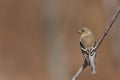 American Goldfinch (Carduelis tristis tristis)