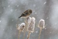 Winter Goldfinch on Teasel Royalty Free Stock Photo