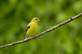 American Goldfinch Carduelis tristus Female