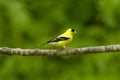 American Goldfinch Carduelis tristus Male