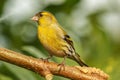 American Goldfinch Chordata black and yellow perched on a tree b