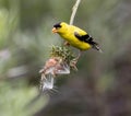 American Goldfinch close up balanced on inverted thistle head Royalty Free Stock Photo