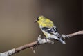American Goldfinch close up on a branch Royalty Free Stock Photo