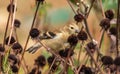 American Goldfinch eating the flower seeds Royalty Free Stock Photo