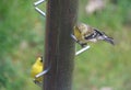 American Goldfinch eating thistle seeds from the bird feeder Royalty Free Stock Photo