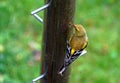 An American Goldfinch eating thistle seeds from the bird feeder Royalty Free Stock Photo