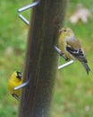 American Goldfinch eating thistle seeds from the bird feeder Royalty Free Stock Photo