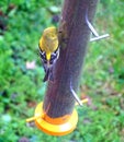 American Goldfinch eating thistle seeds Royalty Free Stock Photo