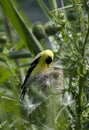 American goldfinch feeding on thistle