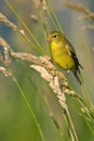 American Goldfinch (Female Summer Plumage) Royalty Free Stock Photo