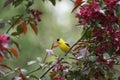 American Goldfinch in a Flowering Crabapple Tree