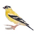 The American Goldfinch. Watercolor hand painted drawing of bird