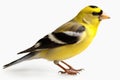 American Goldfinch isolate on white background