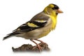 American Goldfinch isolate on white background