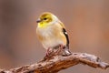 American Goldfinch during late autumn. Royalty Free Stock Photo