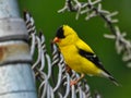 American Goldfinch Male Bird Perched on Fence with Barbed Wire Royalty Free Stock Photo