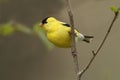 American Goldfinch Royalty Free Stock Photo