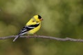 American Goldfinch Molting Male Royalty Free Stock Photo