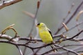 American Goldfinch Molts 700131