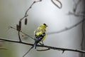 American Goldfinch Molts 700123