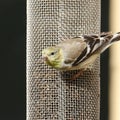 American Goldfinch nonbreeding