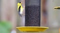 American Goldfinch on Nyger Thistle Seed Bird Feeder Finch Birds Yellow