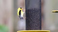 American Goldfinch on Nyger Thistle Seed Bird Feeder Finch Birds Yellow