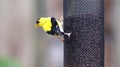 American Goldfinch on Nyger Thistle Seed Bird Feeder Finch Birds Yellow