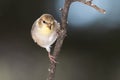 American Goldfinch Perched Alertly on a Slender Branch Royalty Free Stock Photo