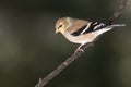 American Goldfinch Perched Alertly on a Slender Branch Royalty Free Stock Photo