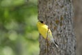 American Goldfinch Perched on Branch Royalty Free Stock Photo