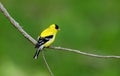 American goldfinch perched on branch Royalty Free Stock Photo