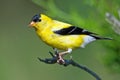 American Goldfinch Royalty Free Stock Photo