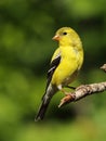 American Goldfinch