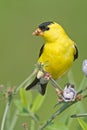 American Goldfinch