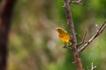 American goldfinch perched on a branch of a tall tree in a natural outdoor setting Royalty Free Stock Photo