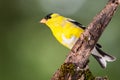 American Goldfinch Perched on a Branch of a Tree Royalty Free Stock Photo