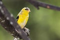 American Goldfinch Perched on a Branch of a Tree Royalty Free Stock Photo